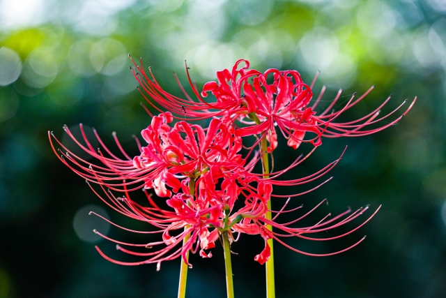 江戸の花魁と入れ替わったので、花街の頂点を目指してみる。