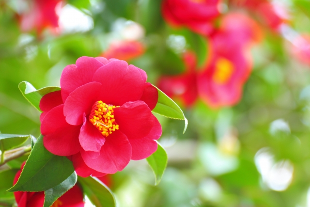 鬼の花嫁 ネタバレ あらすじ